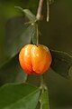 Eugenia uniflora fruit