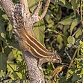 Northern palm squirrel
