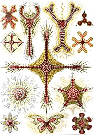 Haeckel - Discoidea