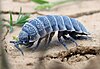 A woodlouse in a desert