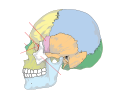 Human skull with no labels