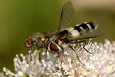 Leucozona laternaria