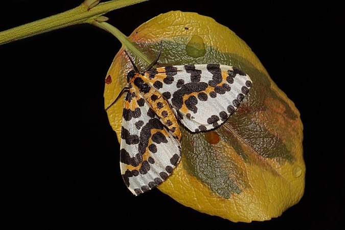 图为Magpie moth（英语：Abraxas grossulariata）。