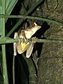 Osteocephalus yasuni at the Tiputini Biodiversity Station, Ecuador, Featured on - Osteocephalus yasuni