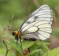 冰清绢蝶 P. glacialis