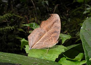 Ventral view (dry-season form)