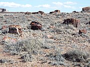 Petrified wood in the Petrified Forest National Park