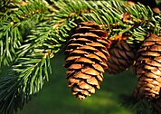 cones and foliage