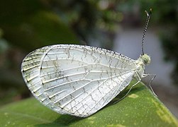 纤粉蝶 Leptosia nina