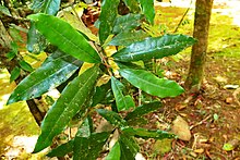 Photograph of Pycnandra acuminata branch with leavea
