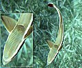 A Remora and its sucker-like organ