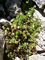 Saxifraga sedoides