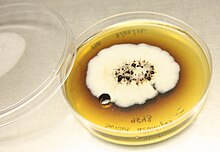 Colour photograph of Suillus albidipes cultured on potato dextrose agar in a petri dish