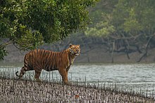 Tiger standing along the banks of a mangrove swamp