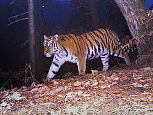 Picture of tiger in forest at night