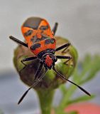 Corizus hyoscyami