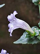 Side view of flower