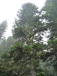 State Tree of the Principality of Andorra