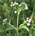 in Narsapur, Medak district（英语：Narsapur, Medak district）.