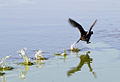 American Coot