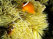 巴氏雙鋸魚(Amphiprion barberi)