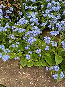 Myosotis sylvatica