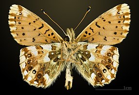 mounted specimen, ventral side, France