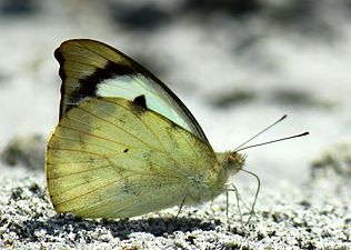 Ventral view