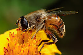 Drone fly feeding on marigold