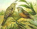 Cretzschmar's Bunting