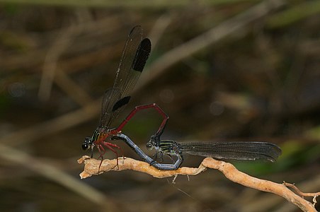 Euphaea fraseri mating pair