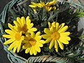 Euryops chrysanthemoides