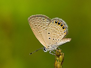 Ventral view