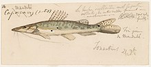 An 1865 watercolor painting of a Brazilian spotted shovelnose catfish by Jacques Burkhardt.