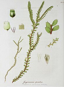 illustration of plant species