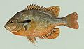 Redbreast Sunfish