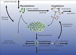 Marine carbon cycle