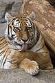 the Bengal tiger, a traditional animal of India