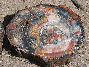 Petrified wood