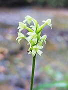 Platanthera clavellata