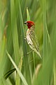 Red-headed quelea