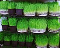 Wheatgrass, one of the items of Haft-sin.
