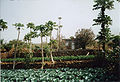 Farm using drip irrigation in Salto.