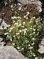 Saxifraga moschata