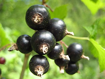 Close-up of berries