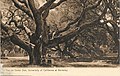 The Le Conte Oak, University of California, Berkeley