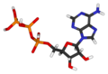 Adenosine triphosphate