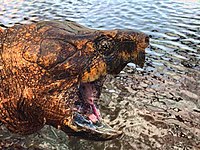 Alligator snapping turtle