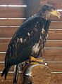 White-tailed eagle