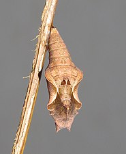 Pupa